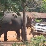 കൂടൽമാണിക്യം ഉത്സവത്തിനിടെ ആനയുടെ ആക്രമണം: പാപ്പാൻ കൊല്ലപ്പെട്ടു