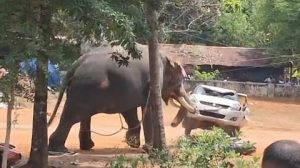 കൂടൽമാണിക്യം ഉത്സവത്തിനിടെ ആനയുടെ ആക്രമണം: പാപ്പാൻ കൊല്ലപ്പെട്ടു