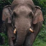 ആതിരപ്പള്ളിയിൽ കാട്ടാന വിളയാട്ടം: വയോധികന് ദാരുണാന്ത്യം; പ്രതിഷേധക്കടലായി പ്രദേശം, ഇന്ന് ഹർത്താൽ
