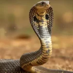 മെഡിക്കൽ കോളേജിലും രക്ഷയില്ല; വനിതാ ഡോക്ടർക്ക് പാമ്പുകടിയേറ്റു