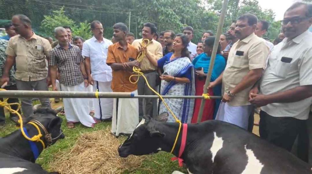 ബിന്ദു കൃഷ്ണയുടെ ഇടപെടൽ; വെള്ളപ്പൊക്കത്തിൽ തകർന്ന ക്ഷീരകർഷകന് പുതുജീവൻ