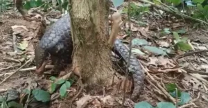 വന്യമൃഗവേട്ടയിൽ ഭയന്ന് നാട്ടുകാർ
