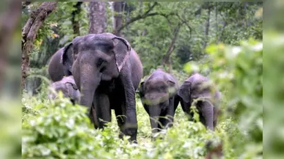 വന്യജീവി ആക്രമണം: അടിയന്തര നടപടി വേണം